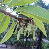 Annona reticulata L.